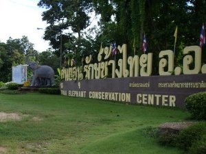 thai-elephant-conservation-center