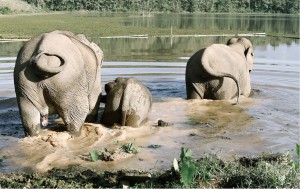Eléphants au Laos
