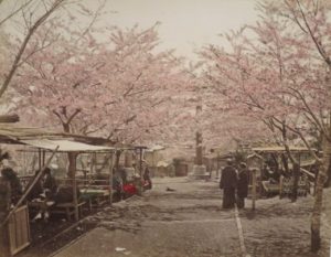 Noge Yama, cerisiers en fleurs par Tamamura Kozaburo.